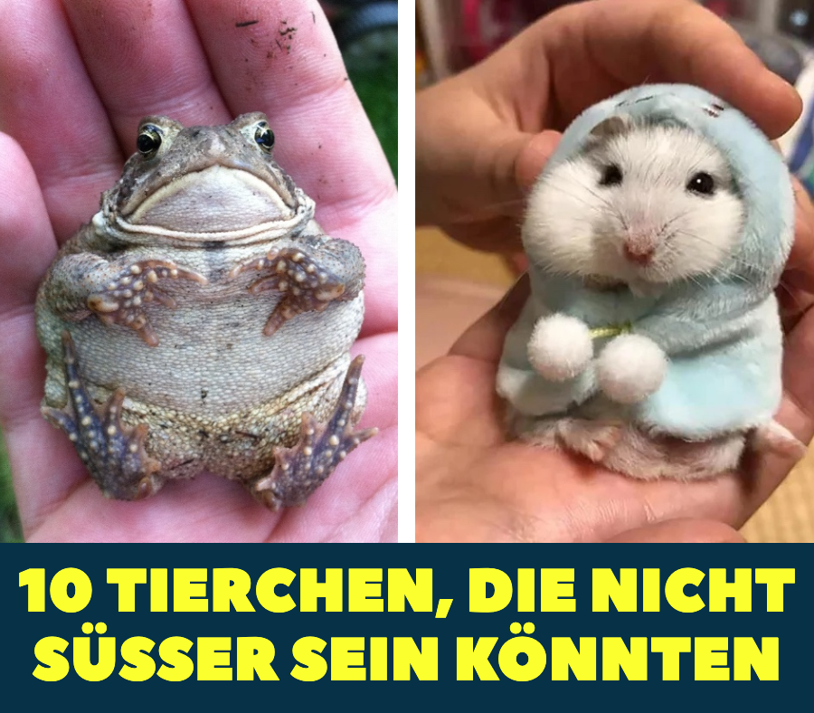 10 Tierchen, die nicht süßer sein könnten