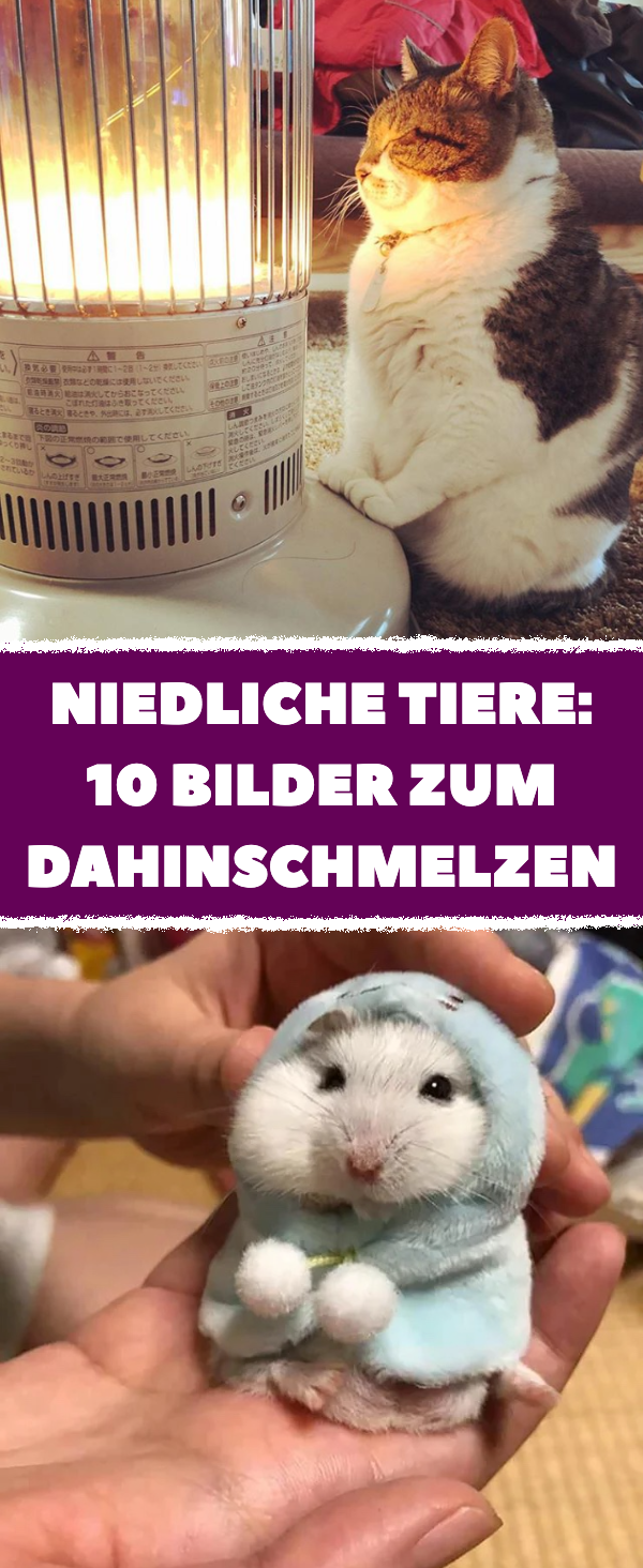 10 Tierchen, die nicht süßer sein könnten