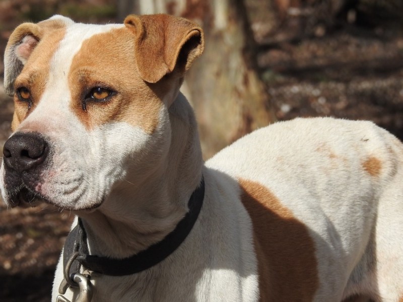 Ein Porträt von einem Pitbull an einer Leine.