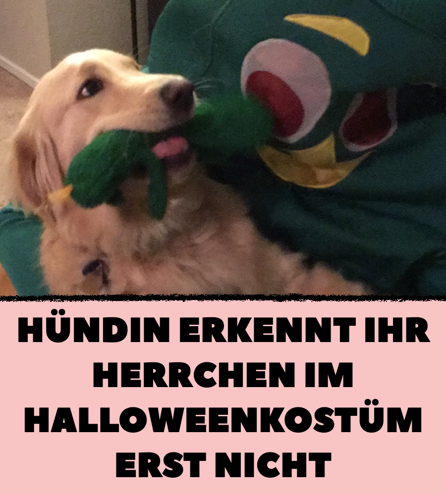 Video: Süße Reaktion von Hündin auf Halloween-Kostüm