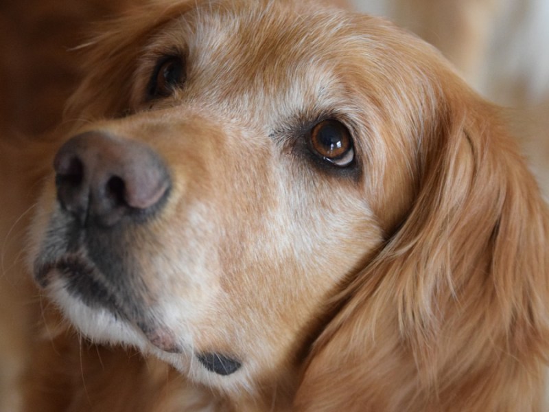 Ein Foto von einem Golden Retriever.