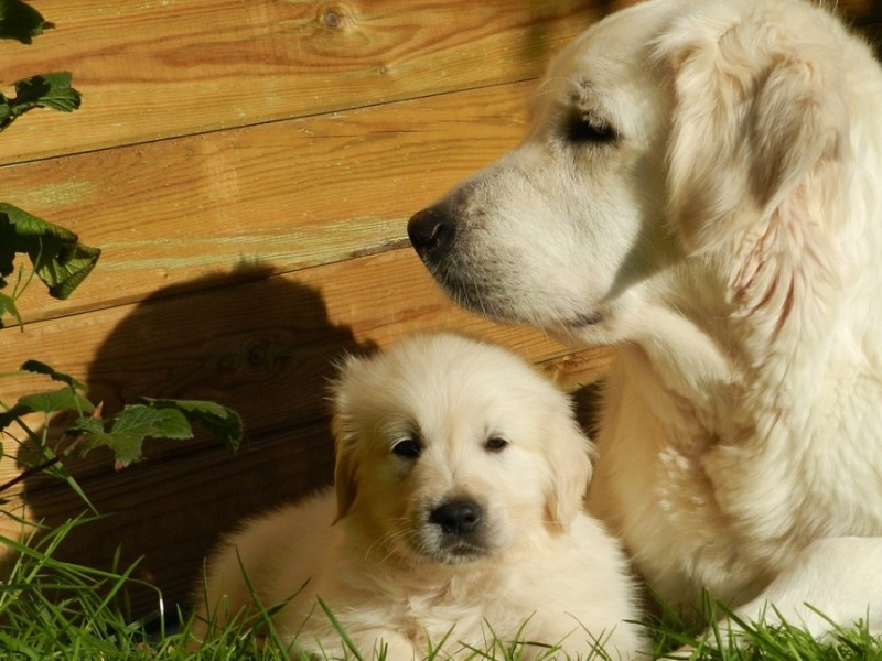 Eine Golden-Retriever-Hündin mit einem Welpen.