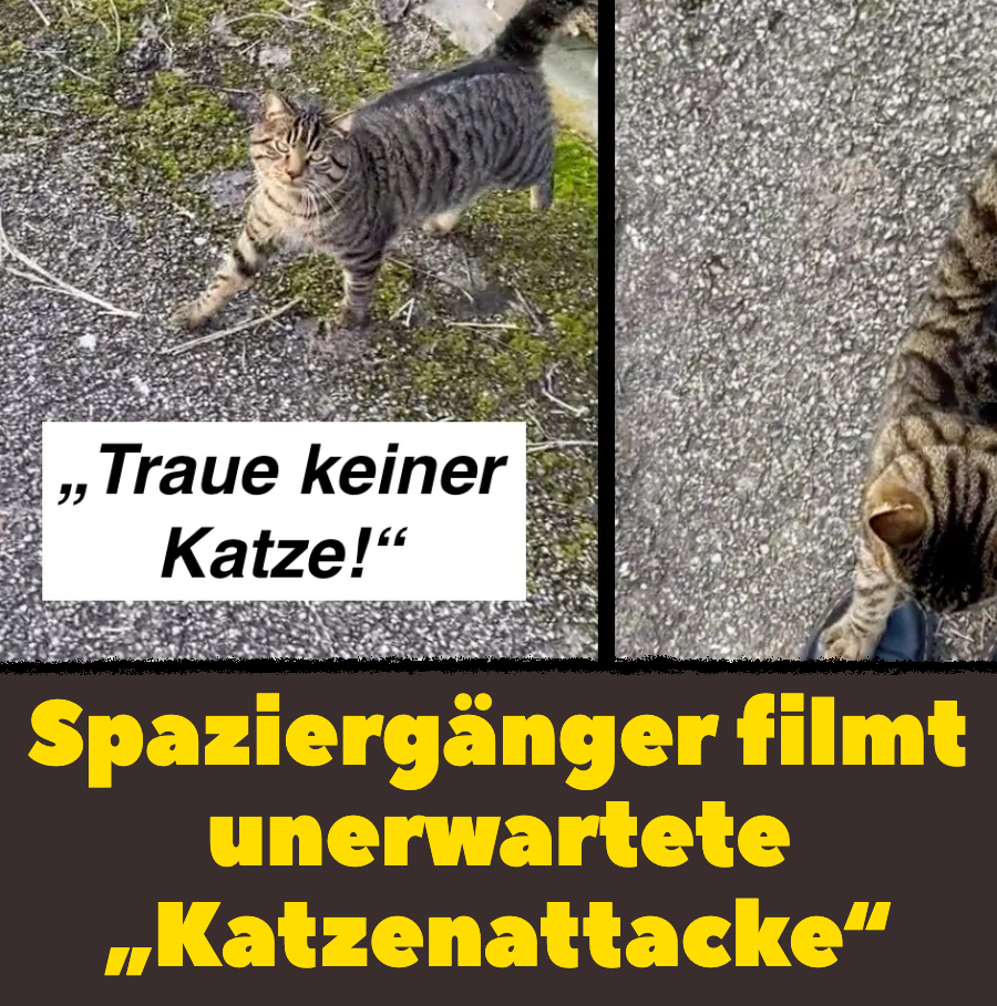 Spaziergänger filmt unerwartete „Katzenattacke“