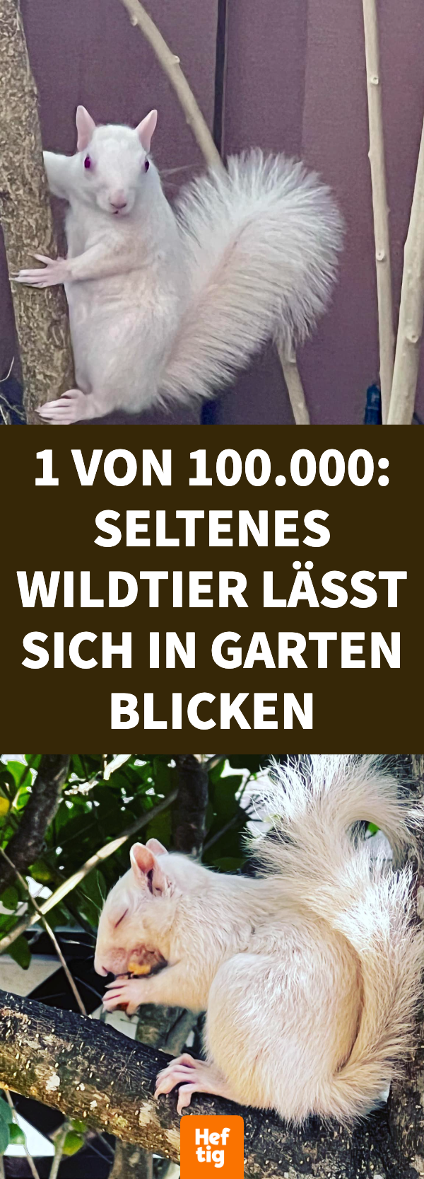 Albino-Eichhörnchen besucht immer wieder Ehepaar