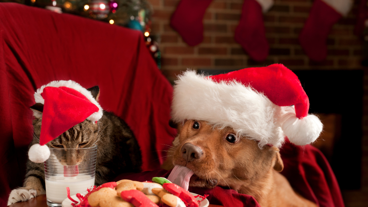 Eine Katze und ein Hund mit Weihnachtsmütze essen Weihnachtskekse und Milch.