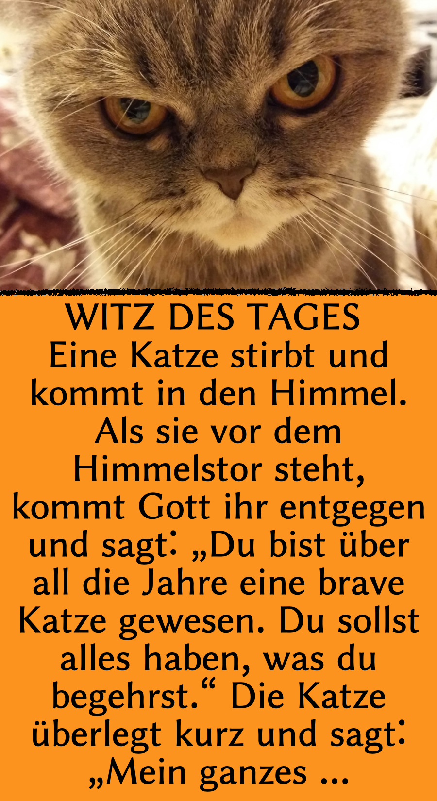 Witz des Tages: Katze trifft Mäuse im Himmel