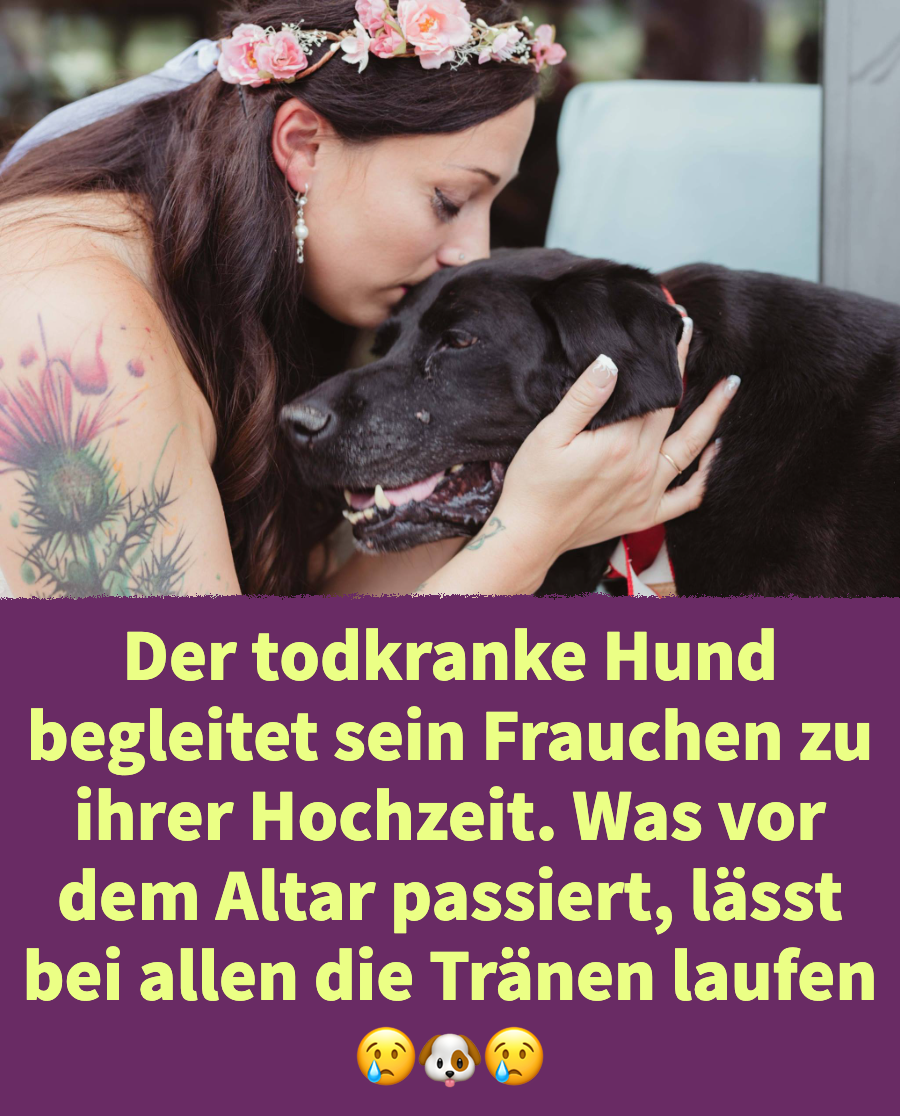 Berührend: Todkranker Hund begleitet Frauchen auf dessen Hochzeit