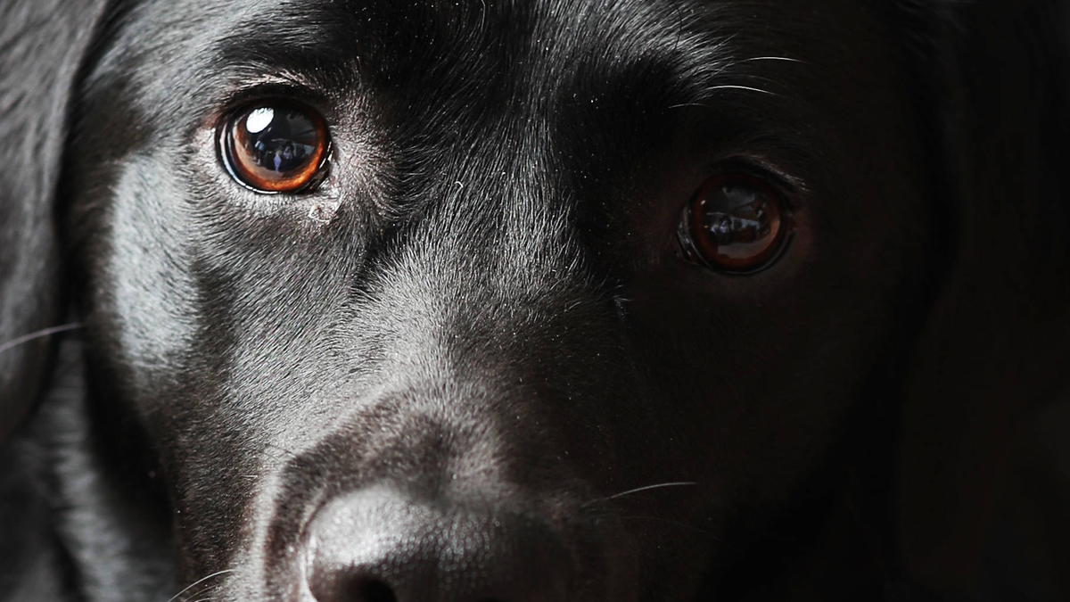 Nahaufnahme eines Labradors.