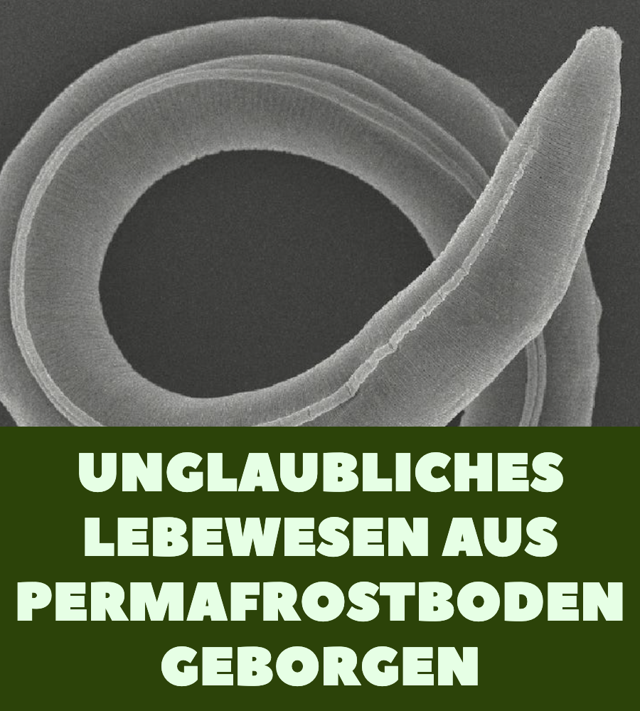 Wurm wiederbelebt: Uralter Fadenwurm bekommt Nachwuchs