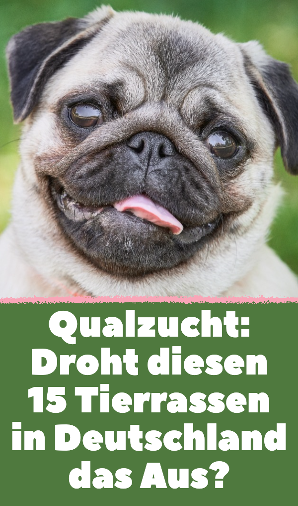 Qualzucht: Droht diesen 15 Tierrassen in Deutschland das Aus?