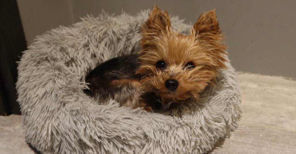 Teacup Yorkshire Terrier